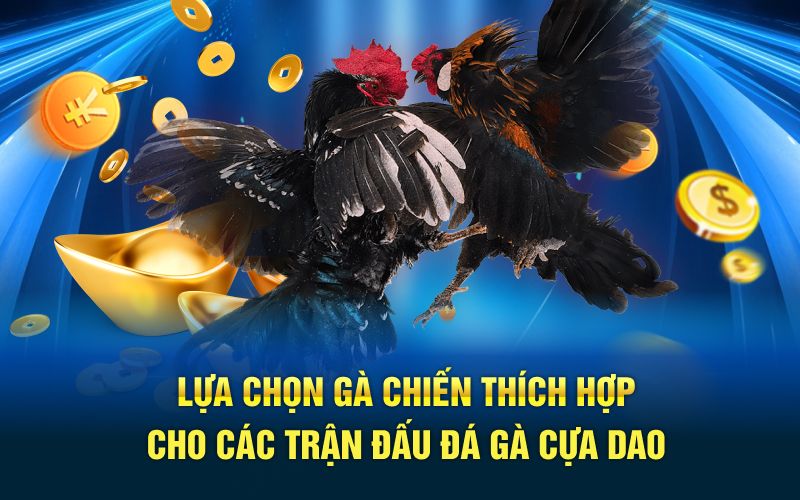 Lựa chọn gà chiến thích hợp cho các trận đấu đá gà cựa dao